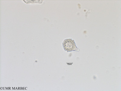 phyto/Bizerte/bizerte_bay/RISCO November 2015/Scrippsiella spinifera (ancien Scrippsiella spp-Baie_T5-ACW1-cf Scrippsiella-1).tif(copy)_thumb.jpg